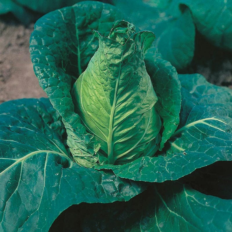 Cabbage Hispi F1 Veg Plants