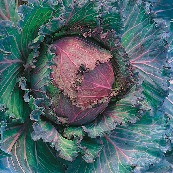 Cabbage January King 3 Seeds - Image 3