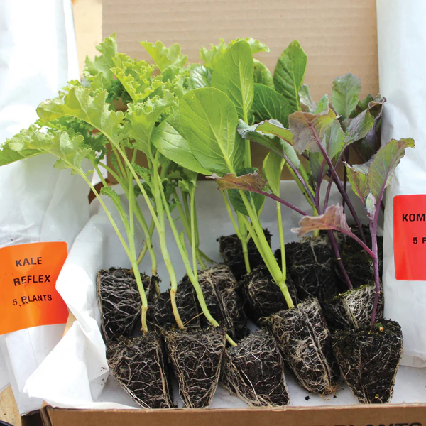 Cabbage Marquess F1 Plants - Image 2