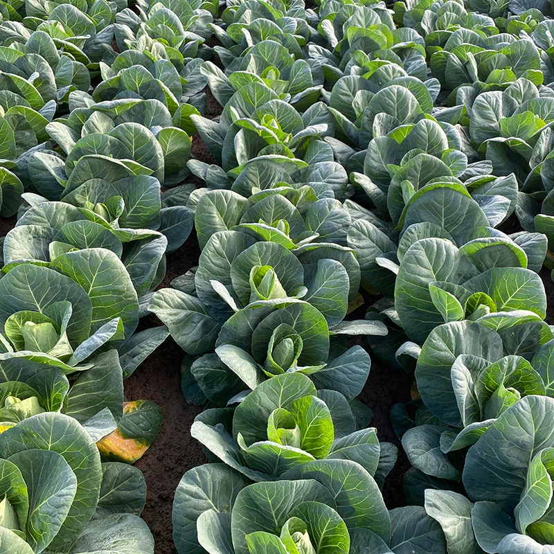 Cabbage Marquess F1 Plants - Image 3
