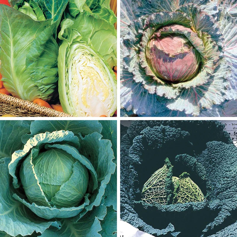 Cabbage Plant Collection