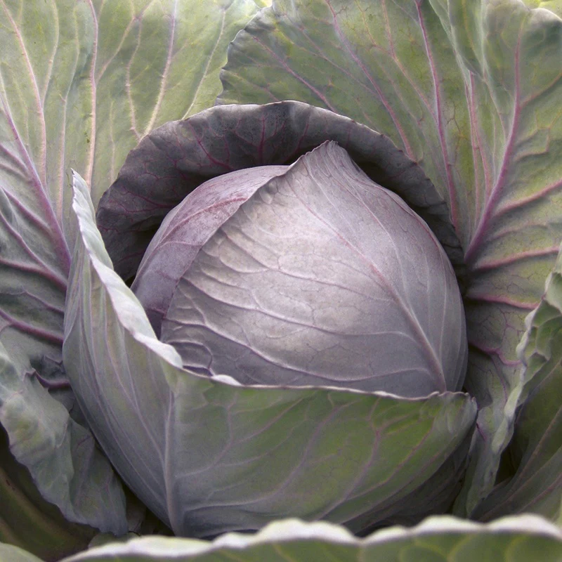 Cabbage (Red) Romanov F1 Seeds - Image 3