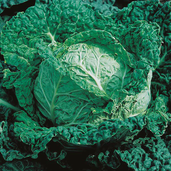 Cabbage Savoy King F1 Seeds - Image 3