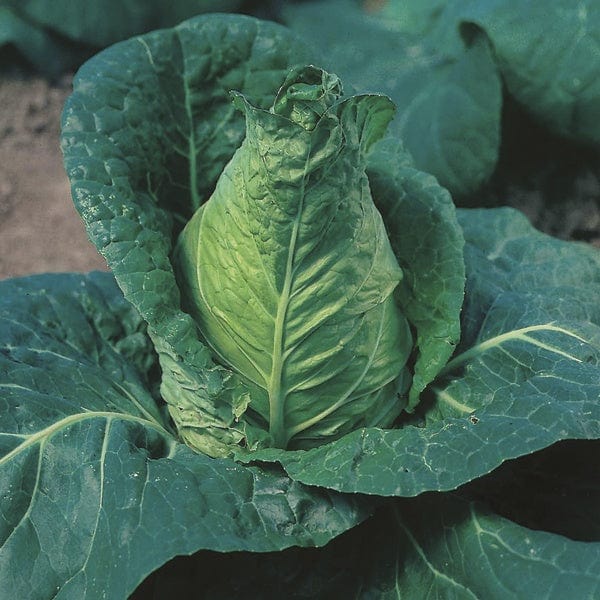 Cabbage Veg Plant Collection - Image 2