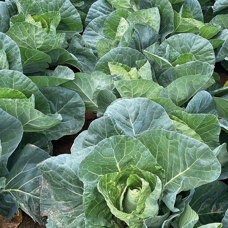 Cabbage Wintergreen Vegetable Seeds - Image 3
