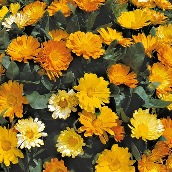 Calendula Daisy Mixed - Image 3