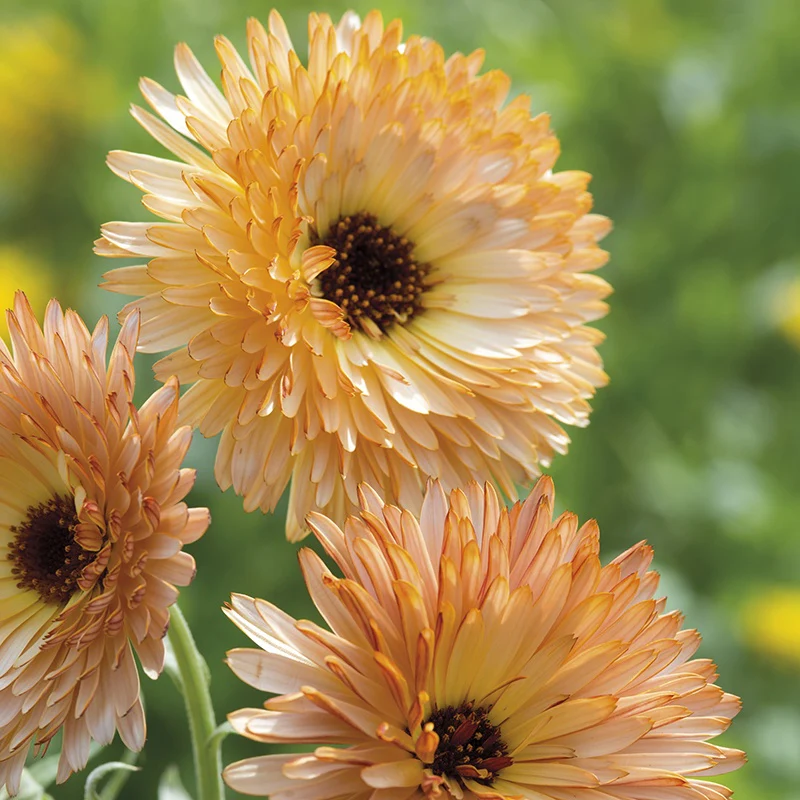 Calendula Orange Flash - Image 3