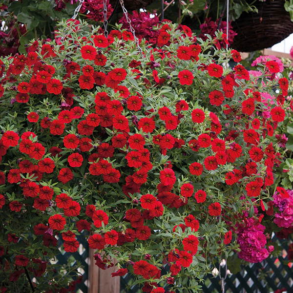 Calibrachoa Cabaret Flower Plant Collection - Image 2
