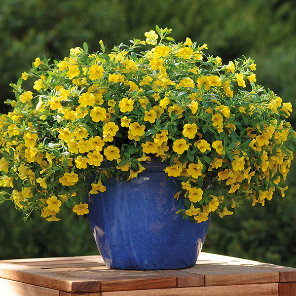 Calibrachoa Cabaret Flower Plant Collection - Image 3