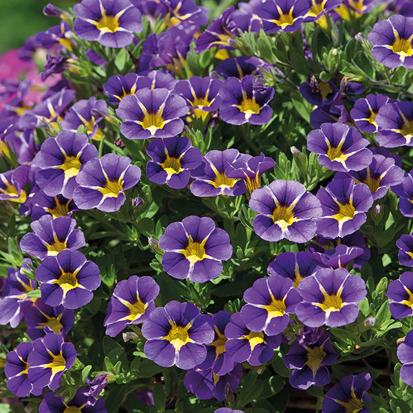 Calibrachoa Cabaret Flower Plant Collection - Image 4