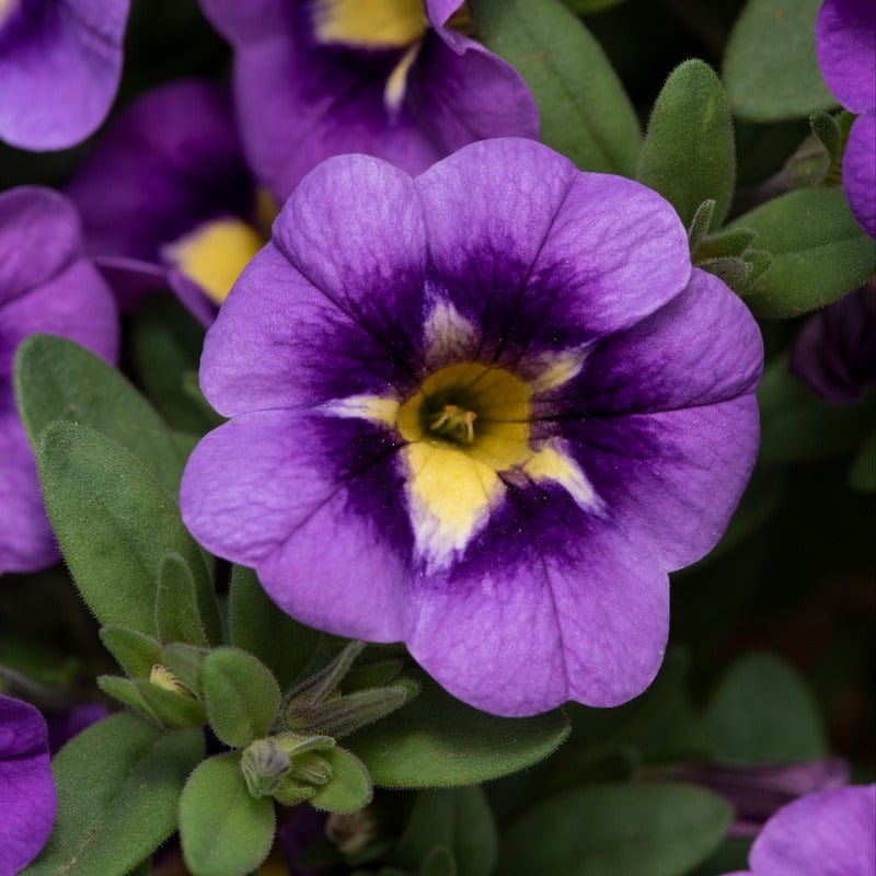 Calibrachoa Single Bumble Bee Blue Flower Plants - Image 3