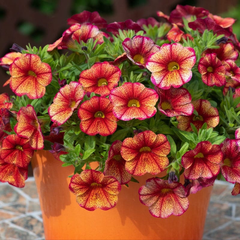 Calibrachoa Single Orientale Flower Plants - Image 2