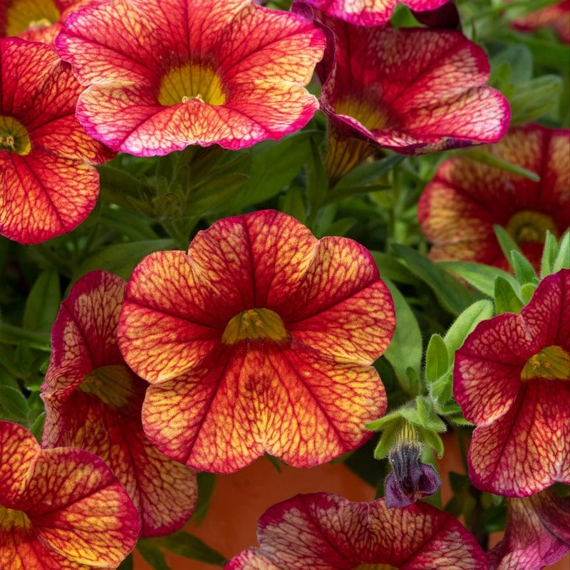 Calibrachoa Single Orientale Flower Plants