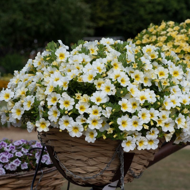 Calibrachoa Single Sunlight Flower Plants