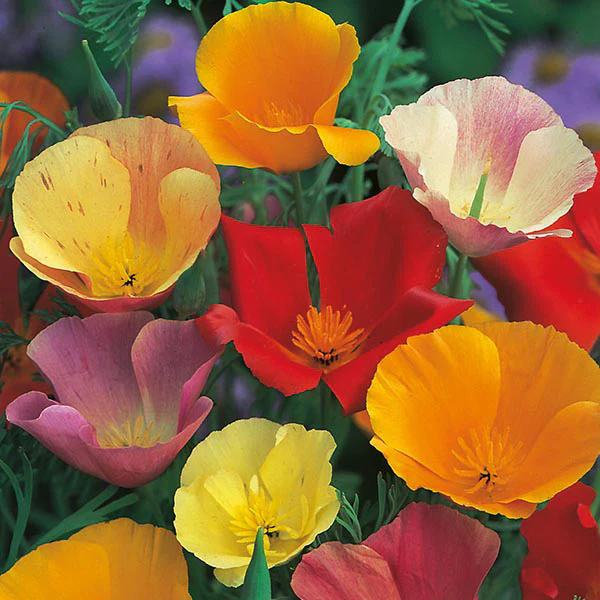Californian Poppy Single Mixed Seeds - Image 3
