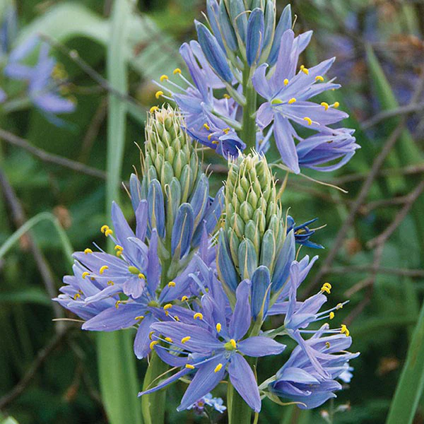 Camassia Flower Bulb Collection - Image 2