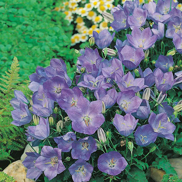 Campanula Blue Seeds - Image 3