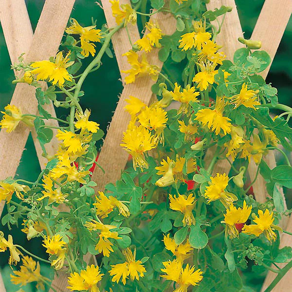 Canary Creeper - Image 3