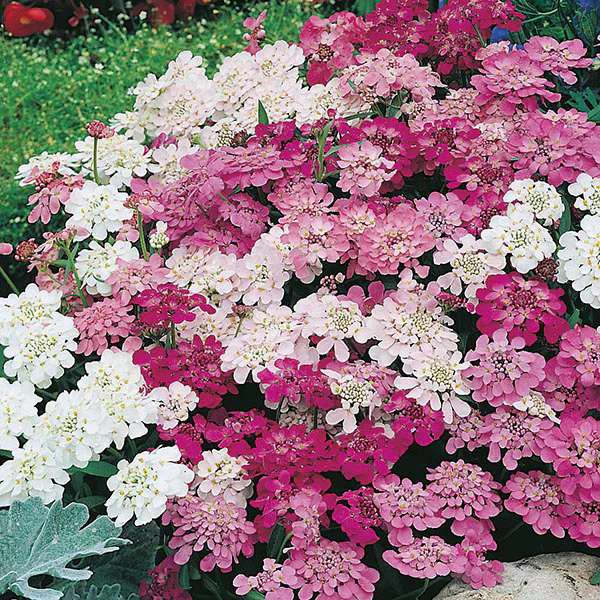 Candytuft Fairy Mixed Seeds - Image 3