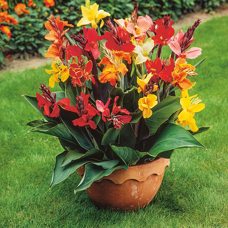 Canna Indica Large Flowered Hybrids Flower Seeds - Image 2