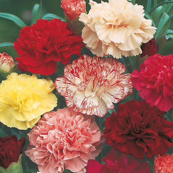 Carnation Choice Double Mixed Seeds - Image 3
