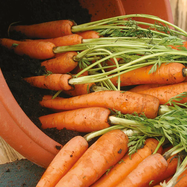 Carrot Amsterdam Forcing 3 (Sprint) - Image 3