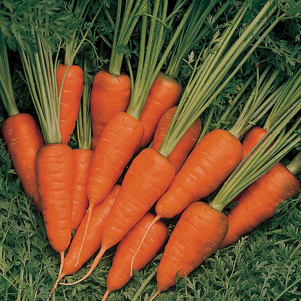 Carrot Burpees Short n Sweet Seeds - Image 3