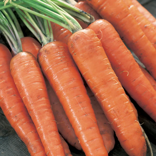 Carrot Extremo F1 Seeds - Image 3