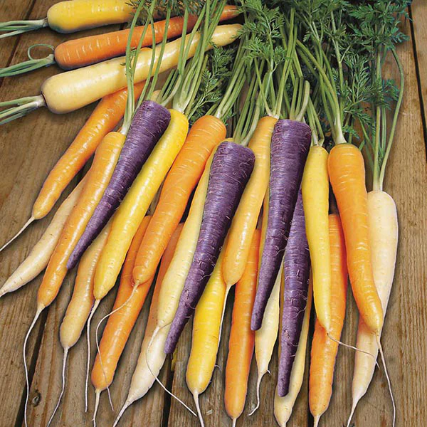 Carrot Harlequin F1 Seeds - Image 3