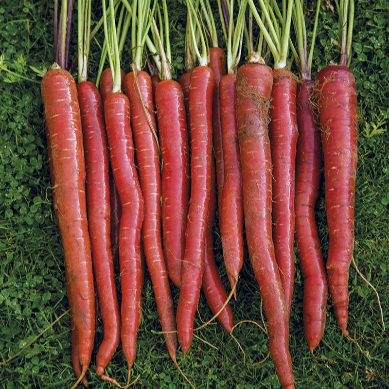 Carrot Malbec F1 - Image 3