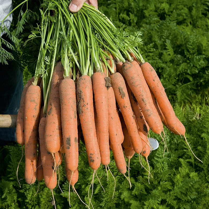 Carrot Nerac F1 Vegetable Seeds - Image 3