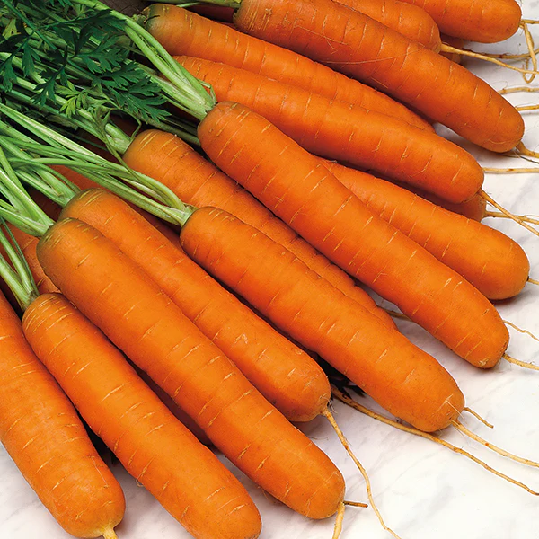 Carrot Norfolk F1 Seeds - Image 3