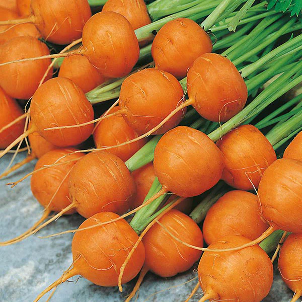 Carrot Paris Market 5 - Atlas Seeds - Image 3