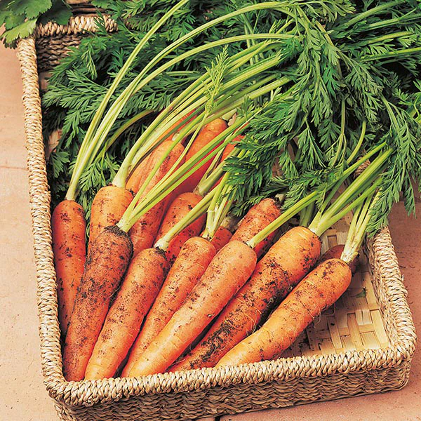 Carrot Resistafly F1 Seeds - Image 3