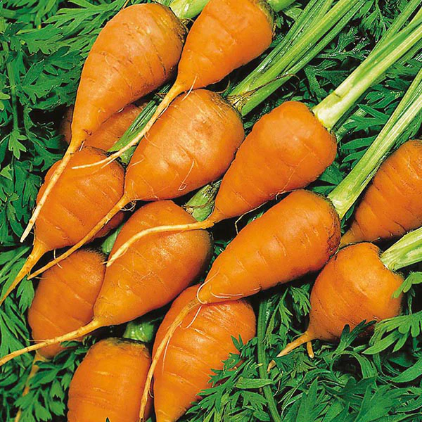 Carrot Royal Chantenay 3 Seeds - Image 3