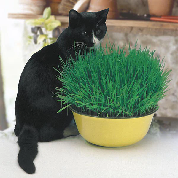 Cat Grass Seeds - Image 3