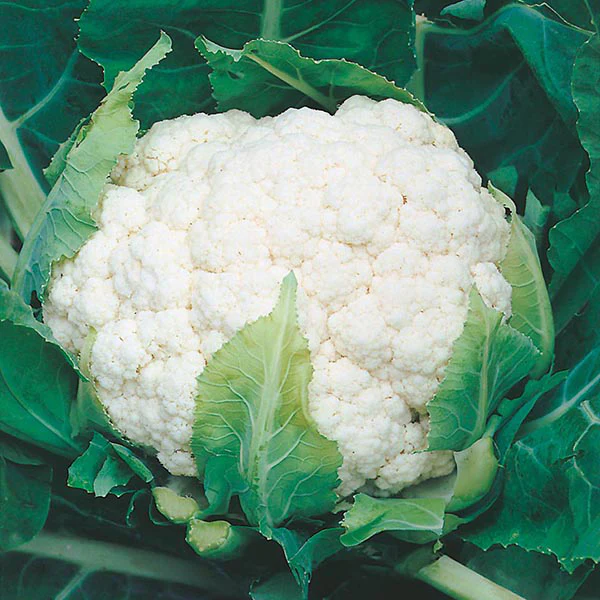 Cauliflower Aalsmeer Seeds - Image 3
