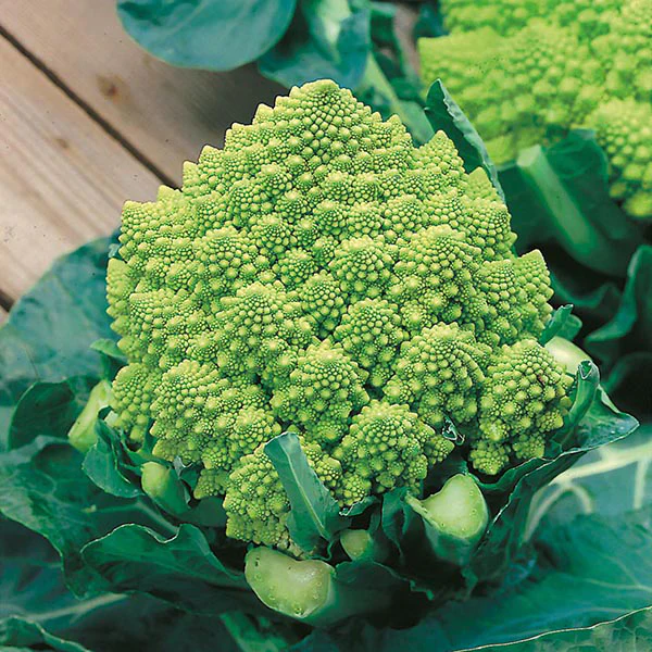 Cauliflower (Broccoli) Romanesco Natalino Seeds - Image 3