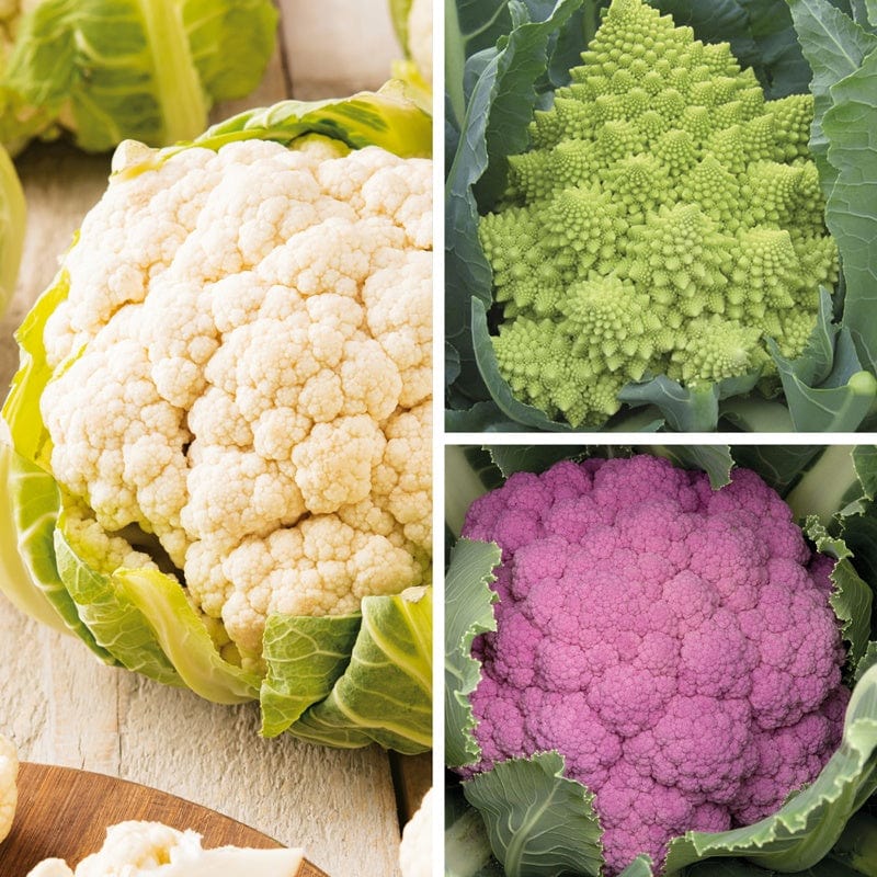 Cauliflower Plant Veg Collection