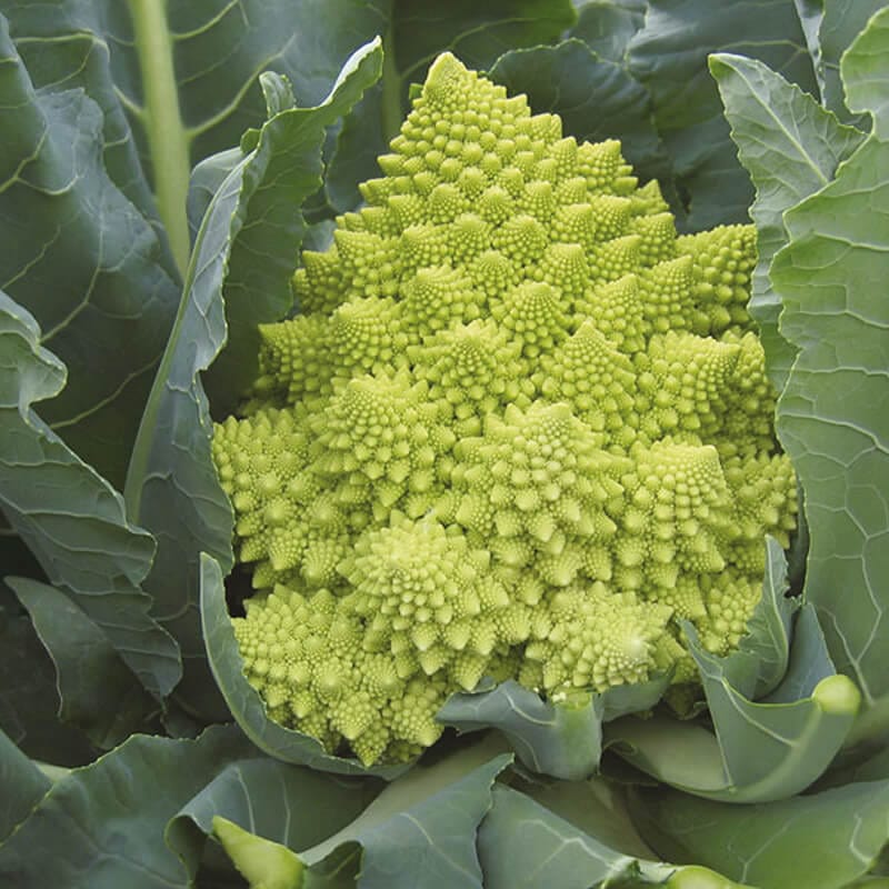 Cauliflower Veronica Veg Plants