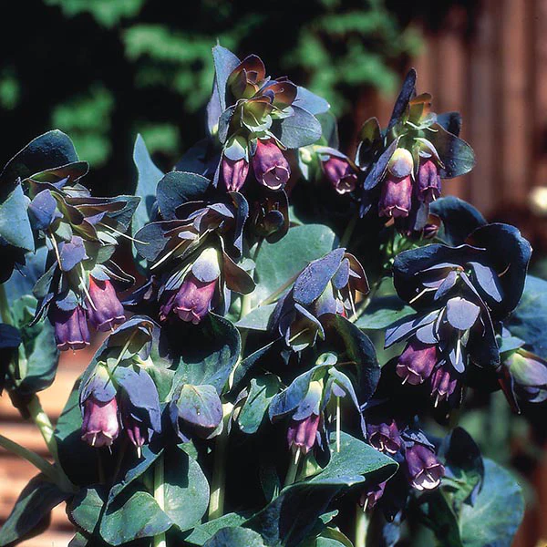 Cerinthe major purpurascens Seeds - Image 3