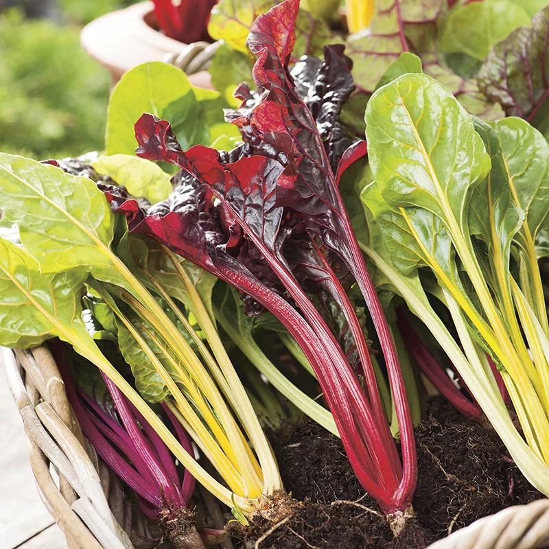 Chard Bright Lights Seeds - Image 4