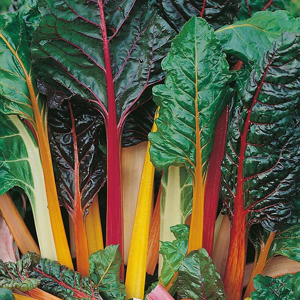 Chard Bright Lights