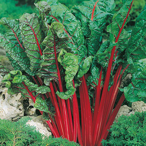 Chard Rhubarb (Vulcan) Seeds - Image 3