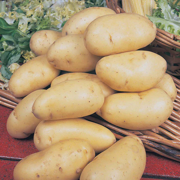 Chef's Culinary Potato Collection - Image 3
