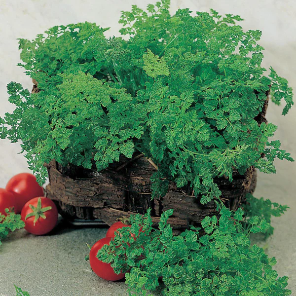 Chervil Simple Seeds - Image 3