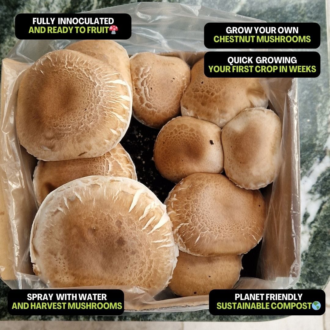 Chestnut Mushrooms Home Grow Kit - Image 2