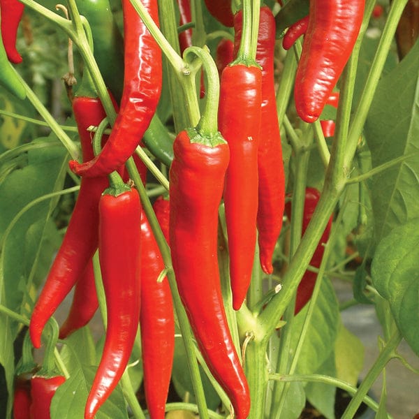 Chilli Big Devil Grafted Vegetable Plants