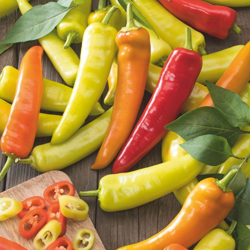 Chilli Budafest Grafted Vegetable Plants