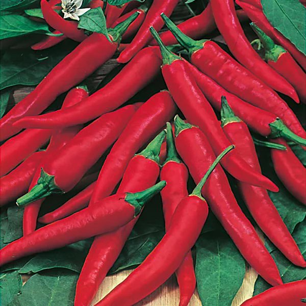 Chilli Pepper De Cayenne Seeds - Image 3